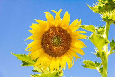 Closeup yellow sunflower with bee in the graden on sunshine day