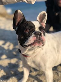 Close-up portrait of a dog