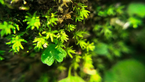 Close-up of plant