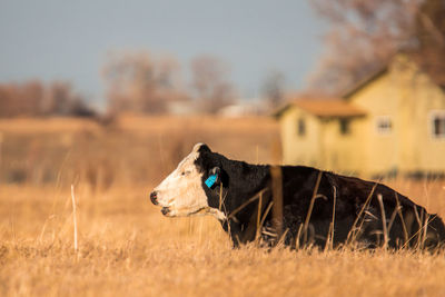 Close-up of dog on field against sky