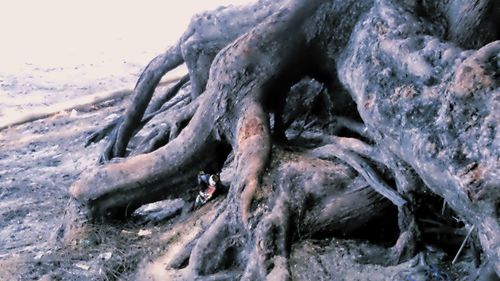 Close-up of tree trunk