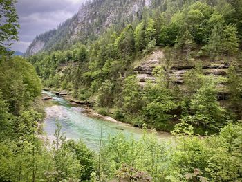 Scenic view of waterfall in forest