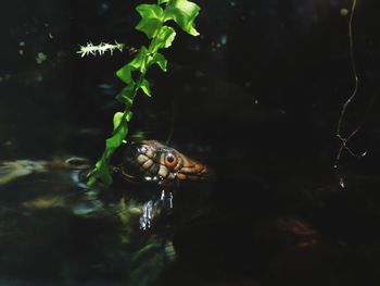 Close-up of frog swimming in sea