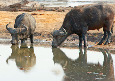 Buffaloes drinking water