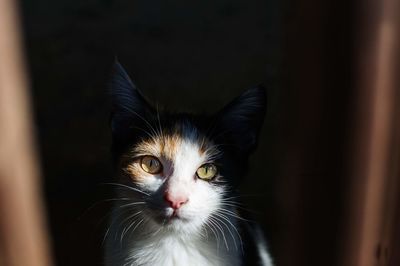 Close-up portrait of cat