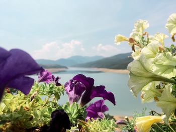 Close-up of flowers blooming against sky