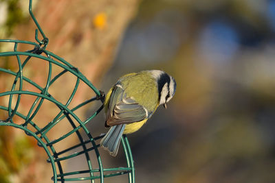 Close-up of bird perching on feeder