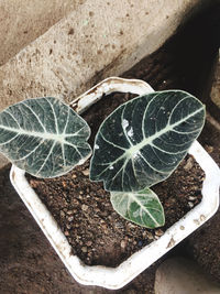 High angle view of food on plant
