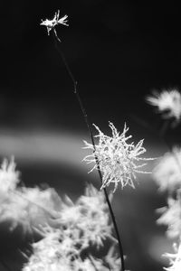 Close-up of dandelion flowers