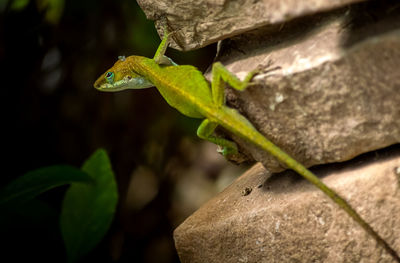 Close-up of lizard on leaf