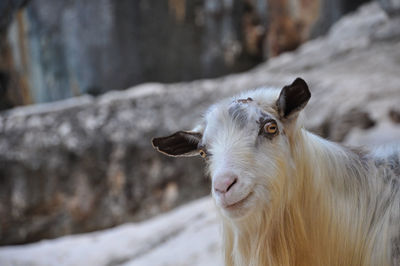 Close-up of an animal