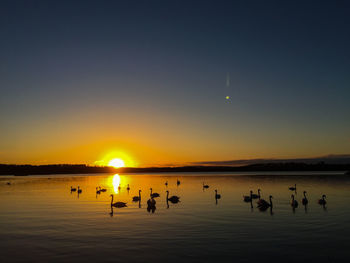 Swans swimming on lake against clear sky during sunset