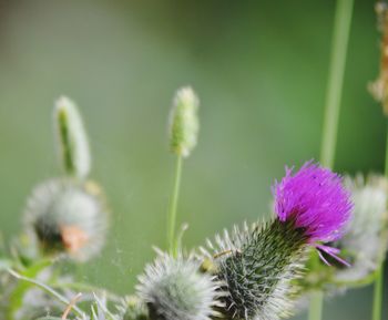 Close-up of thistle against blurred background