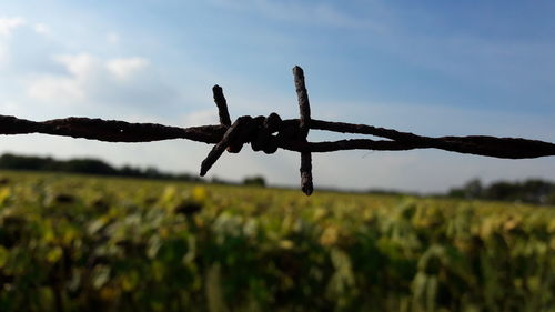 Close-up of barbed wire on field against sky