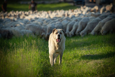 Portrait of dog standing on field. the dog guards the sheep. 
