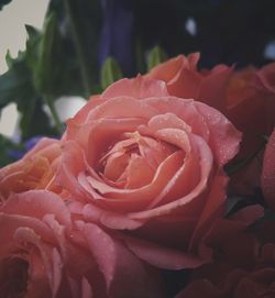 Close-up of pink rose blooming outdoors