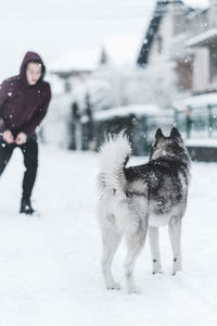 Man and dog standing on snow covered land during winter