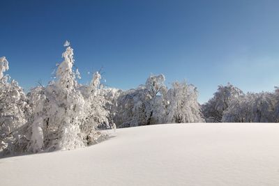 Snow covered trees against clear sky