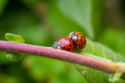 Close-up of ladybug paring on a leaf