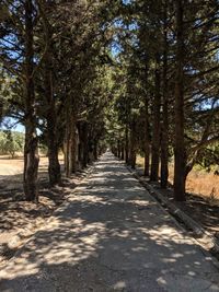 Footpath amidst trees in forest