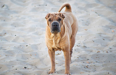Portrait of dog standing on sand