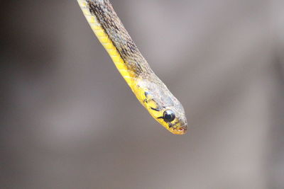 Close-up of snake