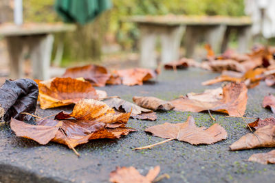 Close-up of dry autumn leaves