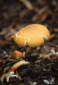 Close-up of mushroom growing in field