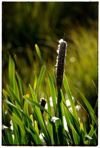 Close-up of insect on plant