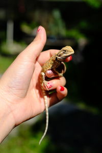 Close-up of hand holding butterfly