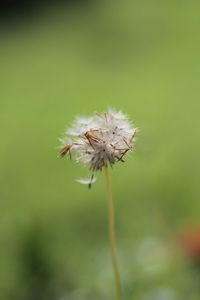 Close-up of dandelion