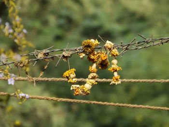 Close-up of plant against blurred background