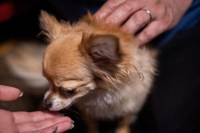 Midsection of person holding dog