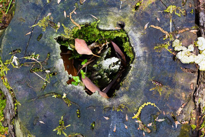 High angle view of leaves floating on lake