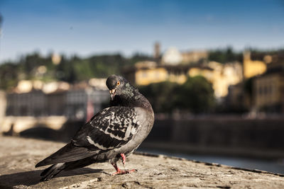 Close-up of seagull on wall