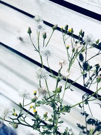 Low angle view of flowering plant