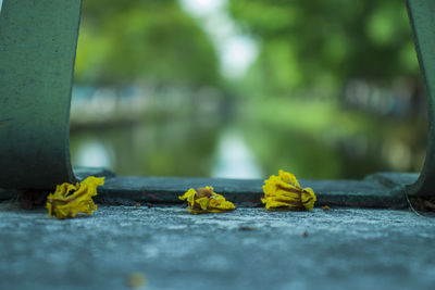 Close-up of yellow leaves on wood in city