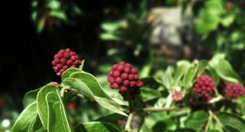 Close-up of red berries growing on tree