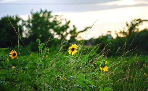 Close-up of yellow flowering plants on field