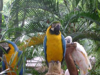 Close-up of a parrot on tree