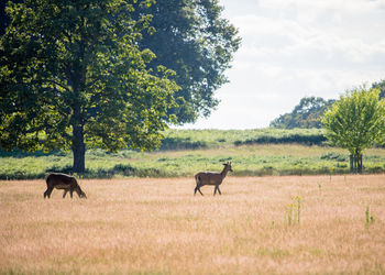 View of two wild red deer on field