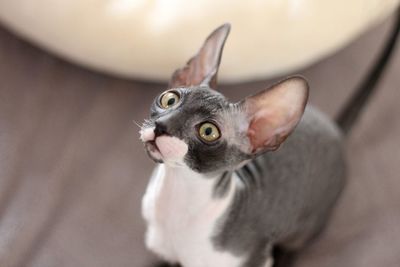 Close-up of a cornish rex kitten 