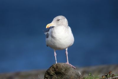 Close-up of seagull perching on rock