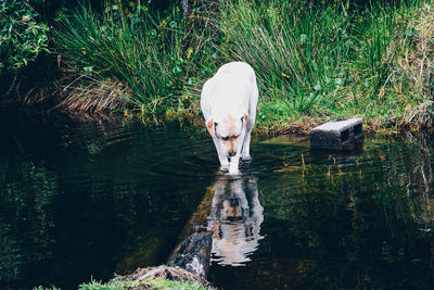 Horse in lake