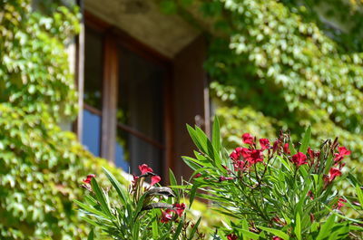 Low angle view of window surrounded by plants