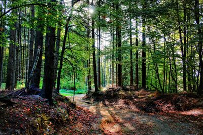 Trees growing in forest