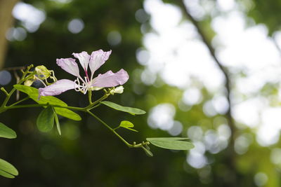 Close-up of flowering plant