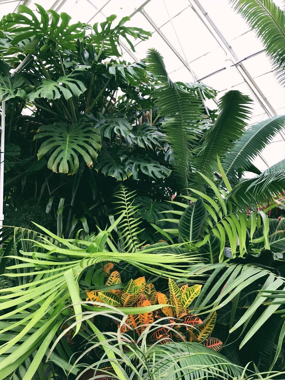 LOW ANGLE VIEW OF FRESH PLANT