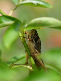 Close-up of insect on leaf