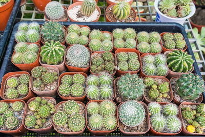 High angle view of succulent plants in market